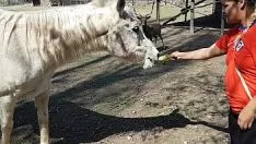 mulheres fazendo sexo com cavalos loiros loiros